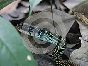 The elusive speckled racer snake