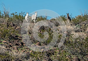 Elusive white wild Burros in the Black Mountains