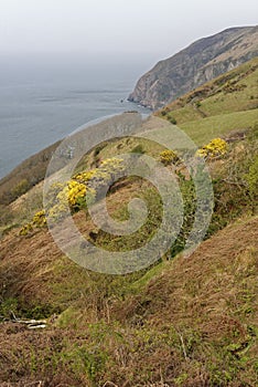 Elwill Bay, Trentishoe