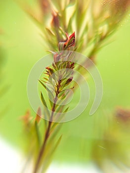 Elwood& x27;s gold, photograph, close-up, green, leaves, branches,Macro