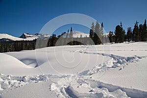 Ely on the background of an excellent mountain landscape.