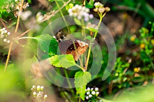 Elymnias hypermnestra, the common palmfly, is a species of satyrine butterfly found in South and Southeast Asia