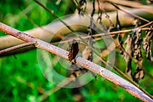 Elymnias hypermnestra, the common palmfly, is a species of satyrine butterfly found in South and Southeast Asia