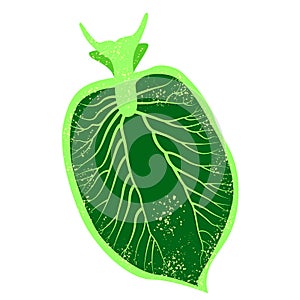 Elysia chlorotica. Eastern emerald elysia. Green sea slug, marine gastropod mollusc. Vector illustration