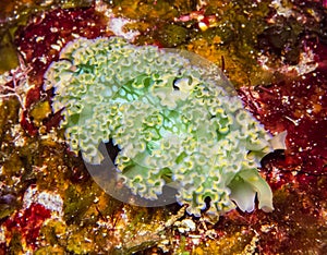 Elysia crispata, common name the lettuce sea slug