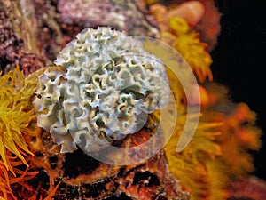 Elysia crispata, common name the lettuce sea slug or lettuce slug