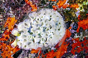Elysia crispata,lettuce sea slug