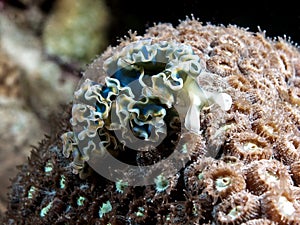 Elysia crispata lettuce sea slug