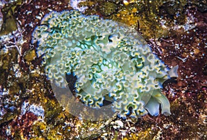 Elysia crispata,lettuce sea slug