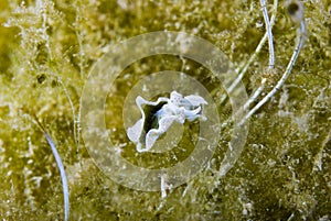 Elysia timida sea slug Mediterranean Sea