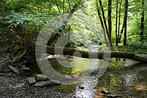 Elzbach stream at forest next to pyrmont Germany photo