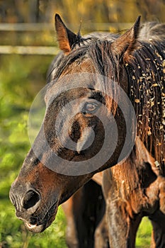 Emaciated brown horse on green grass