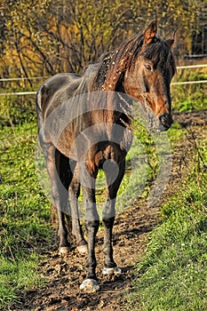 Emaciated brown horse on green grass