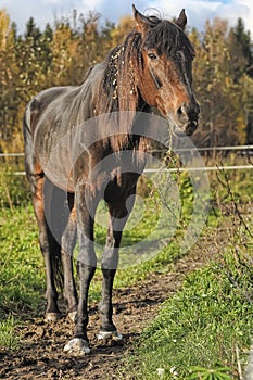 Emaciated brown horse on green grass