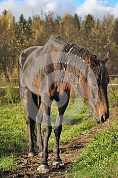 Emaciated brown horse on green grass