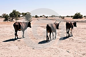 Emaciated cattle at the Sahel
