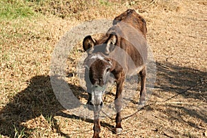 Emaciated donkey in the pasture