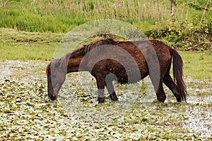 Emaciated Ethiopian horse grazes on a wetland meadow. Amhara Region, Ethiopia