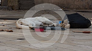 Emaciated Homeless Dog