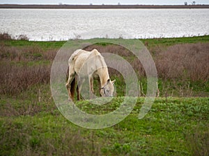 An emaciated white horse in a spring meadow. The consequences of severe starvation wintering. A thin horse with protruding bones