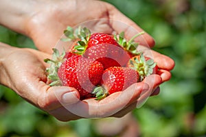 Emale hand holding a bunch of ripe strabwerries.