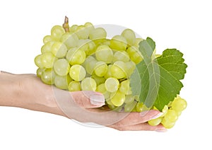 Emale hand holding grapes on white background