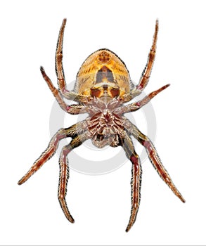 Emale Tropical orb weaver spider - Eriophora ravilla - isolated cutout on white background.  View from ventral