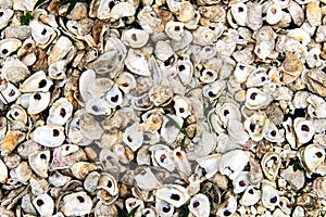 Embankment covered with snails. Background of a beach covered by shells