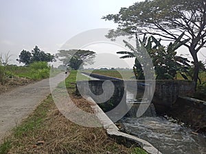 embankment on the river for irrigation of rice fields on the side of the road on the edge of the rice field
