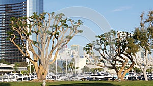 Embarcadero marina park, big coral trees near USS Midway and Convention Center, Seaport Village, San Diego, California USA. Luxury