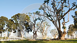 Embarcadero marina park, big coral trees near USS Midway and Convention Center, Seaport Village, San Diego, California USA. Luxury