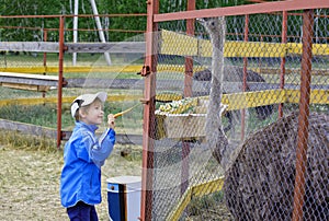 Embarrassed boy smiling feeding the African ostrich in the cage