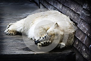 Embarrassed Polar Bear photo