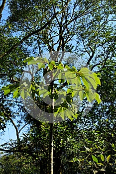 A embauba tree (Cecropia pachystachya) in middle a forest