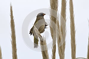 Embemagra platensis who sits on the reeds 2