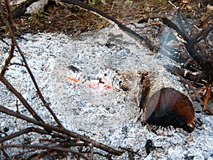 Smoldering coals. Source fire