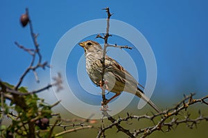 Emberiza calandra photo