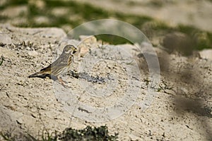 Emberiza calandra - The triguero is a species of passerine bird in the Emberizidae. photo