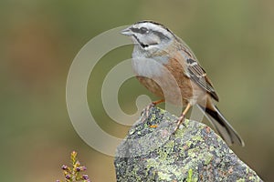 Emberiza cia