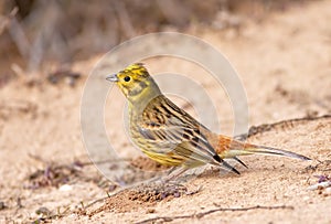 Emberiza citrinella photo