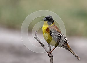 Emberiza melanocephala