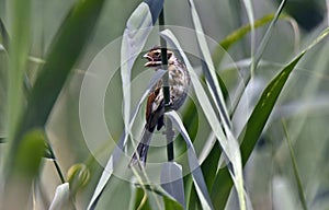 Emberiza schoeniclus, Common reed bunting photo