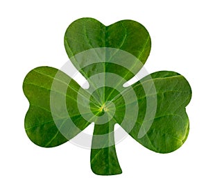 Emblematic Shamrock