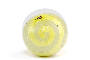 Emblic myrablan, Malacca tree( Phyllanthus emblic