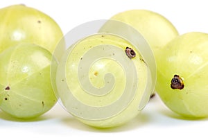 Emblic myrablan, Malacca tree( Phyllanthus emblic