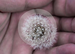 The embodiment of fragility. dandelion  held in the palm of a man