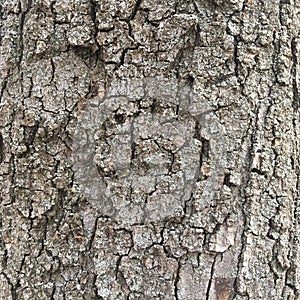 The embossed bark of a large tree is near. Textural abstract background.