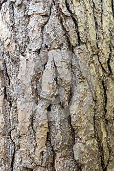 Embossed bark of an old pine tree. Bark texture background.