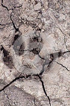 Embossed dog footprint in dry and cracked ground. Animal paw print