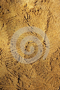 Remarkable natural rough sand texture with conch imprints photo